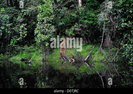 Panther, animal, water, forest, tropical forest, Lago de Tarapoto, Amazon, River, Puerto Narino, Colombia, South America Stock Photo