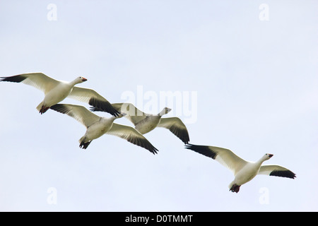 Hagerman, National, Wildlife, Refuge, Lake Texoma, Snow Goose, goose, geese, Texas, TX, USA, United States, America, white goose Stock Photo
