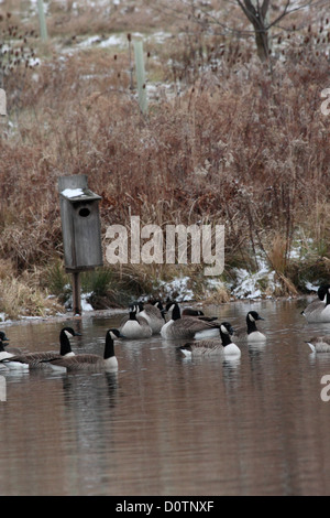 A small flock of Canada geese on a pond near a wood duck nesting box. Stock Photo