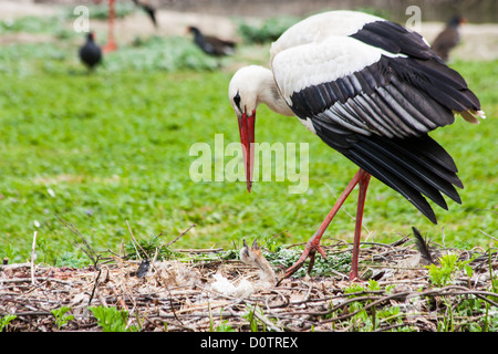 Mother stork feeding its youngs Stock Photo