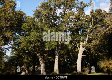 Ancient oak forest trees Burgos Castilla Leon Spain Stock Photo - Alamy