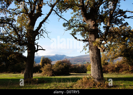 Ancient oak forest trees Burgos Castilla Leon Spain Stock Photo - Alamy
