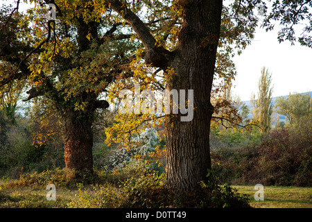 Ancient oak forest trees Burgos Castilla Leon Spain Stock Photo - Alamy