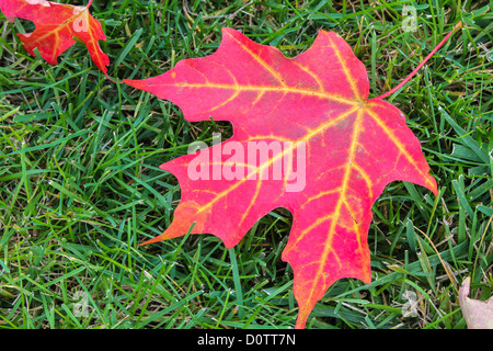 Autumn Red Maple Leaf with Green Grass Background Stock Photo