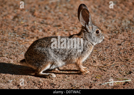 desert cottontail, sylvilagus audubonii, rabbit, animal, USA, Vereinigte Staaten, Amerika, cottontail Stock Photo