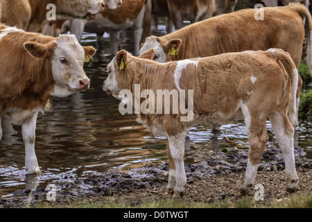 Staring Simmental Cattle Berkshire UK Stock Photo