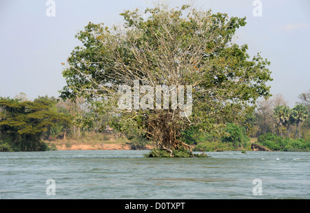 Laos, Asia, Khon Phapheng, Don Phapheng, Mekong, river, flow, tree, 4000 islands, isles, Stock Photo