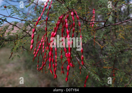 Ripe Mesquite Beans in a West Texas Mesquite Tree Stock Photo