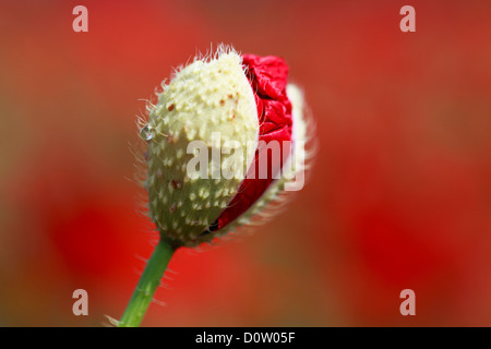 Flower, unfolding, flora, birth, seedling, red poppy, macro, poppy, close-up, new, Papaver rhoeas, Switzerland, growth, unfold, Stock Photo