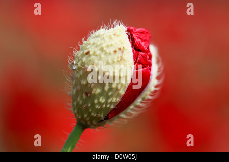 Flower, unfolding, flora, birth, seedling, red poppy, macro, poppy, close-up, new, Papaver rhoeas, Switzerland, growth, unfold, Stock Photo