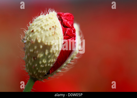 Flower, unfolding, flora, birth, seedling, red poppy, macro, poppy, close-up, new, Papaver rhoeas, Switzerland, growth, unfold, Stock Photo