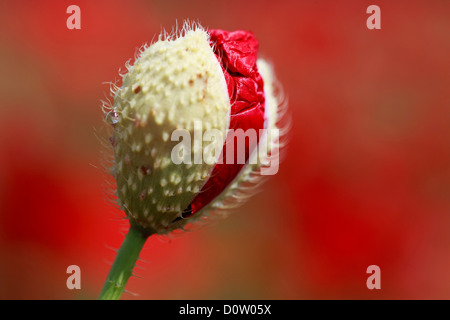 Flower, unfolding, flora, birth, seedling, red poppy, macro, poppy, close-up, new, Papaver rhoeas, Switzerland, growth, unfold, Stock Photo