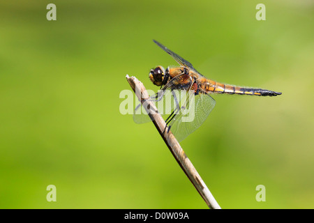 1, dragonfly, Libellula quadrimaculata, portrait, Switzerland, lake, Seleger moor, four-spotted chaser, water, pond, Zurich, bra Stock Photo