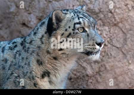 snow leopard, animal, leopard, head, portrait Stock Photo