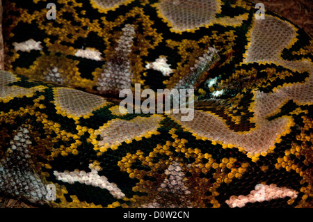 reticulated python, python reticulatus, anima, snake, skin, pattern Stock Photo