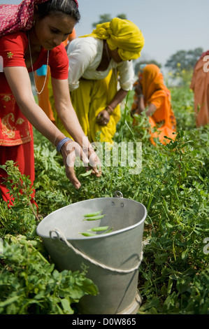 Female farm workers picking green pea pods, Farrukh Nagar, Gurgaon, Haryana, India Stock Photo