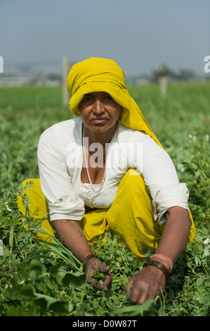 Female farm worker picking green pea pods, Farrukh Nagar, Gurgaon, Haryana, India Stock Photo