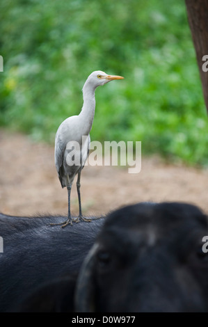 Cattle egret (Bubulcus ibis) perching on a Water buffalo (Bubalus bubalis), Hasanpur, Haryana, India Stock Photo