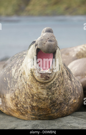 Southern elephant seal (Mirouanga leonina) in Macquarie island - Tasmania - Australia Stock Photo