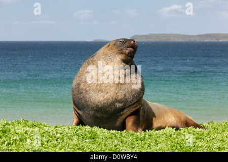 New Zealand sea lion (Phocarctos hookeri) also known as Hooker's sea lion at Campbell Island, Subantartic islands, New Zealand Stock Photo