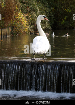 Mute Swan standing on a weir, Cygnus olor, UK Stock Photo