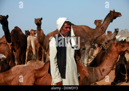 Indian man with camel during festival in Pushkar Stock Photo