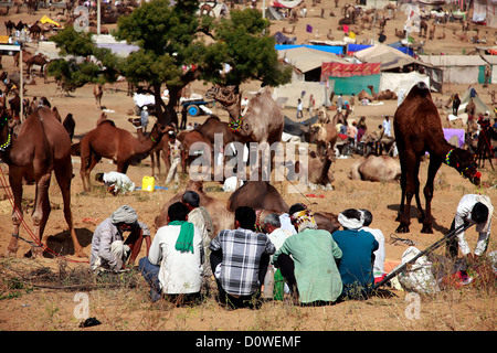 Indian men with camel during festival in Pushkar Stock Photo