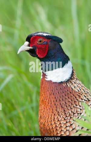 Ring-necked Pheasant bird birds Ornithology Science Nature Wildlife Environment pheasants gamebird gamebirds ringnecked