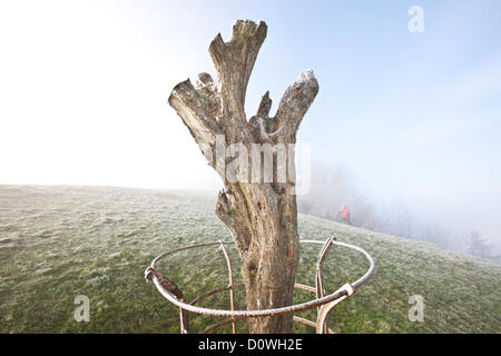 Glastonbury Tor and the remains of the vandalized Holy Thorn Tree,on Wearyall Hill, on a cold frosty misty morning. Dog walkers Stock Photo