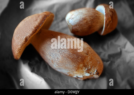 Whole wild Cepes mushrooms, Stock Photo