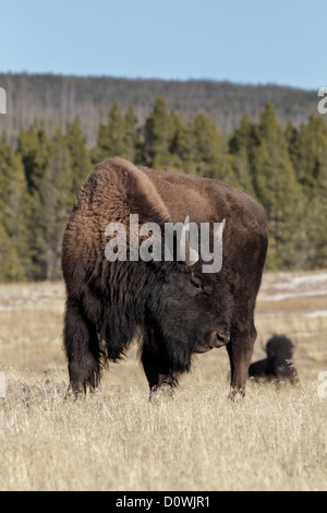 American Bison - young Yellowstone male Stock Photo