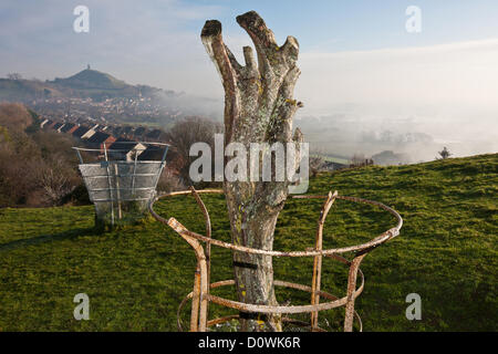 Glastonbury Tor and the remains of the vandalized Holy Thorn Tree,on Wearyall Hill, on a cold frosty misty morning. Dog walkers Stock Photo