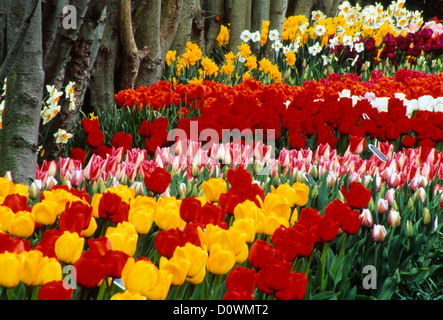 Tulip Garden Stock Photo