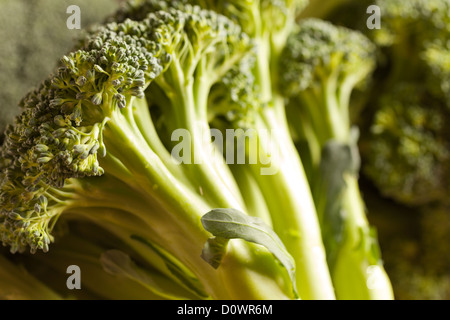 Fresh, Raw Broccoli Stock Photo