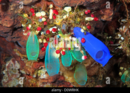 Sea squirts, tunicates, or ascidians on bright orange sponge Stock ...