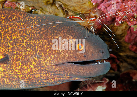 Yellowmargin Moray Eel, Gymnothorax flavimarginatus, with Hump-Back, White Banded, or Ambon Cleaner Shrimp, Lysmata amboinensis Stock Photo