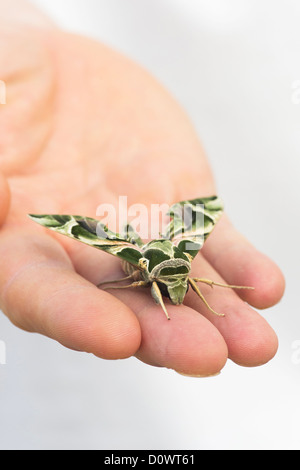 Daphnis nerii . Oleander Hawk moth on mans hand
