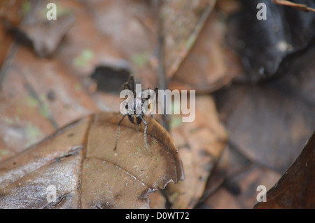 Bullet Ant on the jungle floor in the Madre de Dios region of the Peruvian Amazon Stock Photo