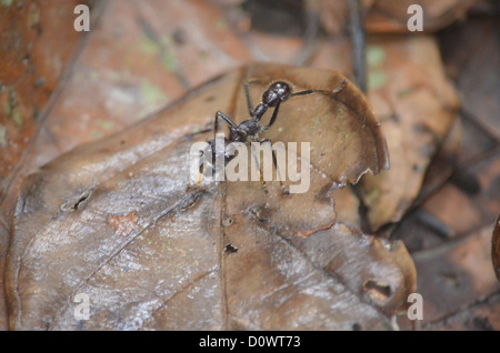 Bullet Ant on the jungle floor in the Madre de Dios region of the Peruvian Amazon Stock Photo