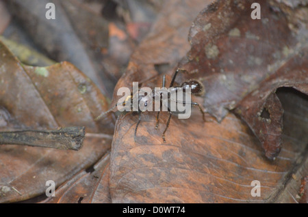 Bullet Ant on the jungle floor in the Madre de Dios region of the Peruvian Amazon Stock Photo