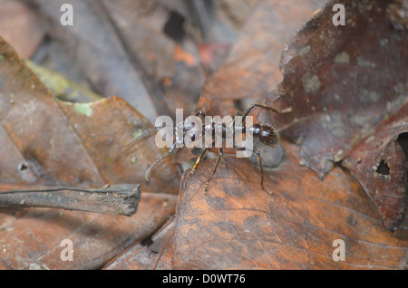 Bullet Ant on the jungle floor in the Madre de Dios region of the Peruvian Amazon Stock Photo