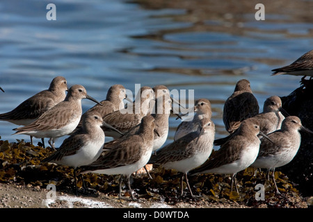 Flock of Dunlin (Calidris alpina) standing in seaweed on rock along coastline at Bowser, Vancouver Island, BC, Canada in March Stock Photo