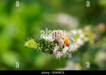 Bee gathers pollen from mint flower Stock Photo