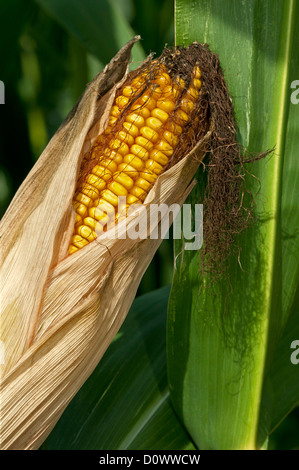 Ripe maize cob in a maize field, Alsace, France Stock Photo