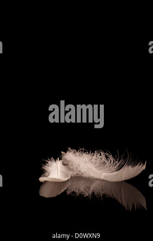 Feathers Stock Photo