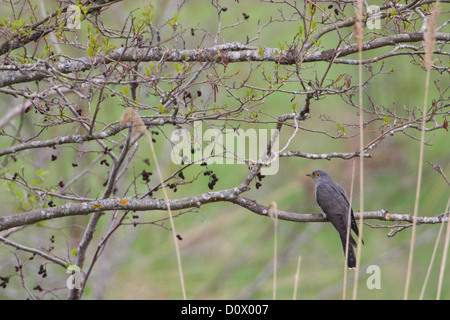 Common Cuckoo (Cuculus canorus), adult male, spring. Europe. Stock Photo