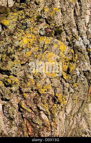 Lichens and moss covering tree bark. Stock Photo