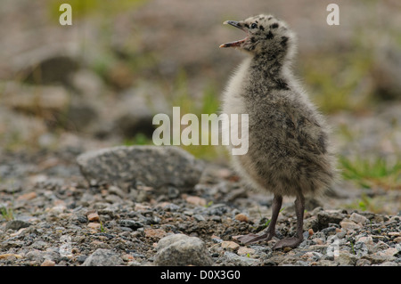 Young mew gull begging for food Stock Photo