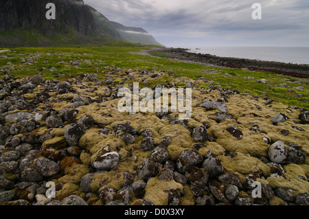 Stones and pebbles covered in mosses on the coast of a Lofoten Island near Eggum in Norway Stock Photo