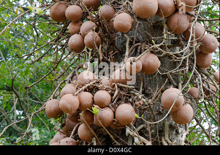 Fruit of the Cannon Ball Tree, Couroupita guianensis, taken in the Botanical Gardens, Kandy, Sri Lanka Stock Photo